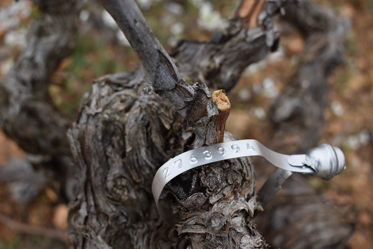 Proyecto investigaciou0301n y recopilaciou0301n biotopos autou0301ctonos de vid de Castilla La Mancha