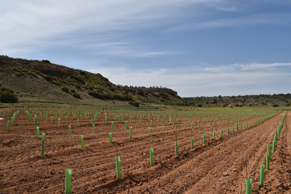 Parcela experimental  biotopos autóctonos de vid de Castilla La Mancha, en La Manchuela