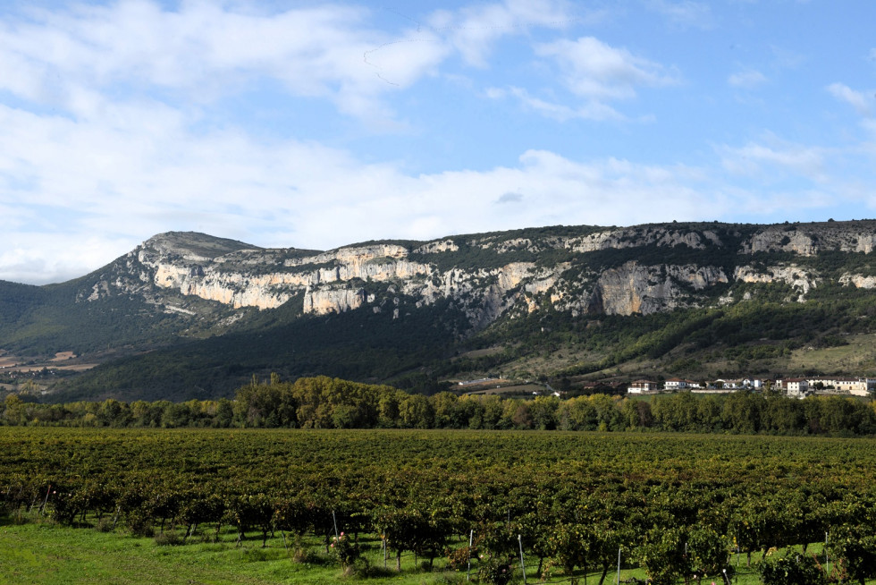 Viñedo de Otazu