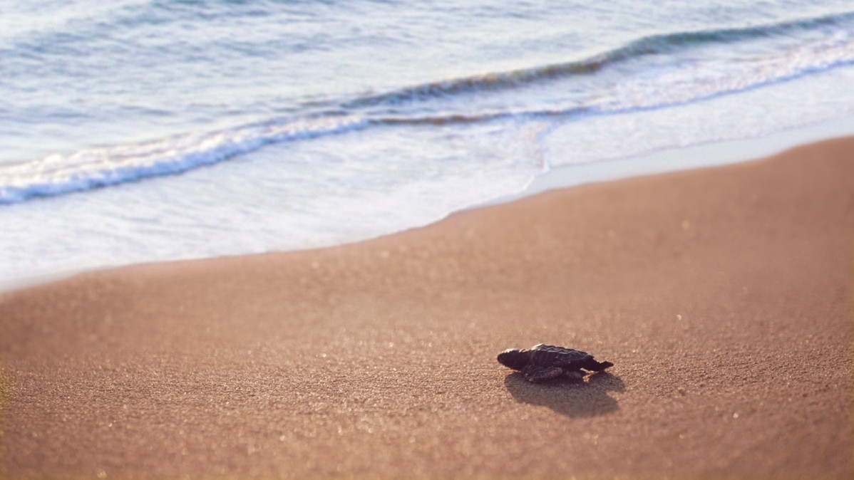 Antalya Patara Caretta Caretta