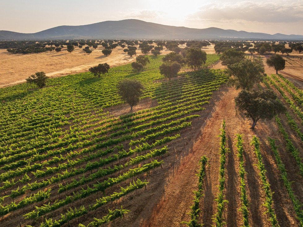 Viñedo Dehesa El Molinillo