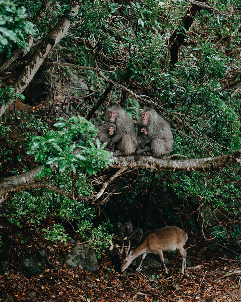 Yakushima Island.