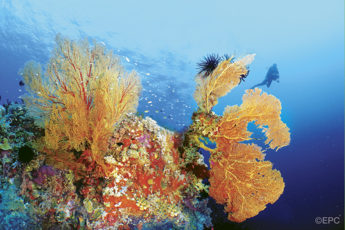 Tubbataha Seascape Coral Soft Gorgonian Robert Yin