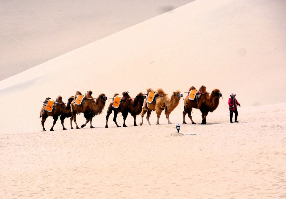 3 Cordada de camellos bactrianos
